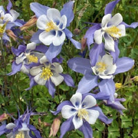 Graines d'Ancolie bleue à fleurs précoces, Aquilegia coerulea