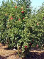 Graines Pomegranate, Punica Granatum