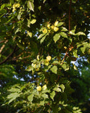 Graines Pterocarpus indicus, Amboine, Bois de rose de Birmanie, Sang-dragon