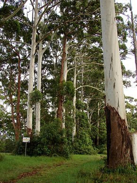 Graines Eucalyptus grandis, Gommier Rose