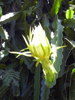 Graines Hylocereus undatus, Pitaya, Pitahaya, Fruit du dragon