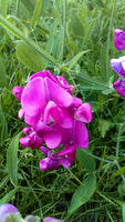 Graines de Pois de senteur, Lathyrus odoratus, Pois Fleur, Pois Musqué, Gesse Odorante