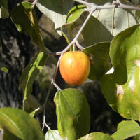 Graines de Ziziphus mauritiana, Jujube indien, Prune indienne, Datte chinoise, Pomme chinoise