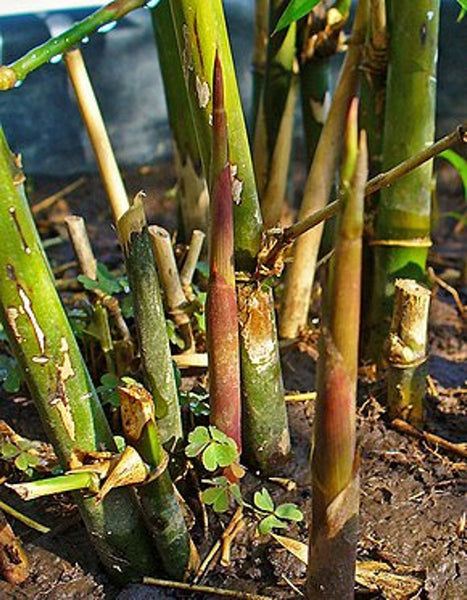Graines Bambusa arundinacea, Bambou Géant