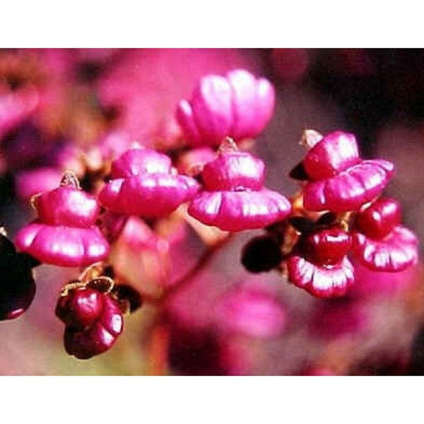 graines calceolaria purpurea, Calceolaire