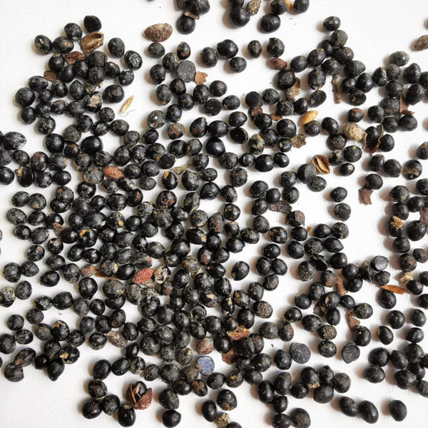 Graines de Poivrier de Corée, Zanthoxylum coreanum