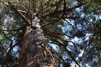Graines de Cèdre de Tasmanie, Cèdre des sommets, Athrotaxis laxifolia