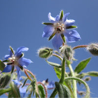 Graines de Borago officinalis, Bourrache officinale