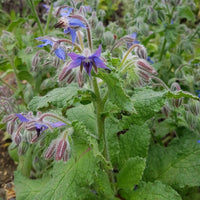 Graines de Borago officinalis, Bourrache officinale