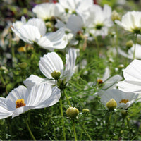 Graines de Cosmos bipinnatus 'virgo' , Cosmos des jardins