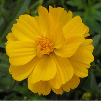 Graines de Cosmos sulfhureus ladybird yellow, Cosmos sulfureux