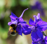 Graines de Pied d'Alouette des jardins, Dauphinelle cultivée, Delphinium ajacis