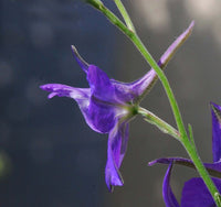 Graines de Pied d'Alouette des jardins, Dauphinelle cultivée, Delphinium ajacis