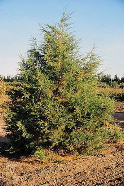 Graines de Genévrier des Rocheuses, Juniperus scopulorum