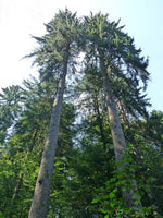 Graines de Épicéa commun, Picea abies