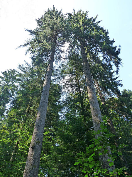 Graines de Épicéa commun, Picea abies