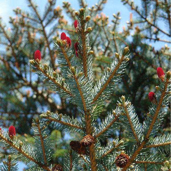 Graines de Épicéa du Japon, Picea jezoensis