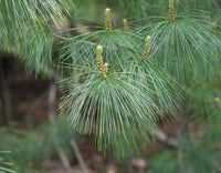 Graines de Pin d'Armand, Pinus armandii
