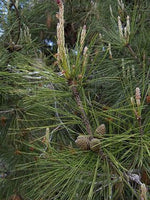 Graines de Pin de Calabre, Pinus brutia