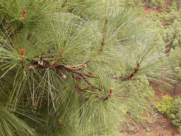 Graines de Pin des Canaries, Pinus canariensis
