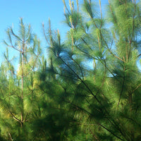 Graines de Pinus maximinoi