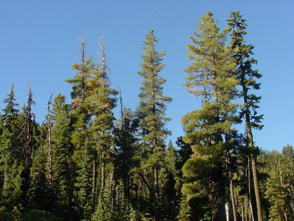 Samen der Silberkiefer, Pinus monticola
