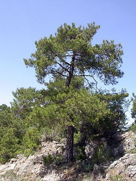 Seeds of Austrian black pine, Pinus nigra austriaca