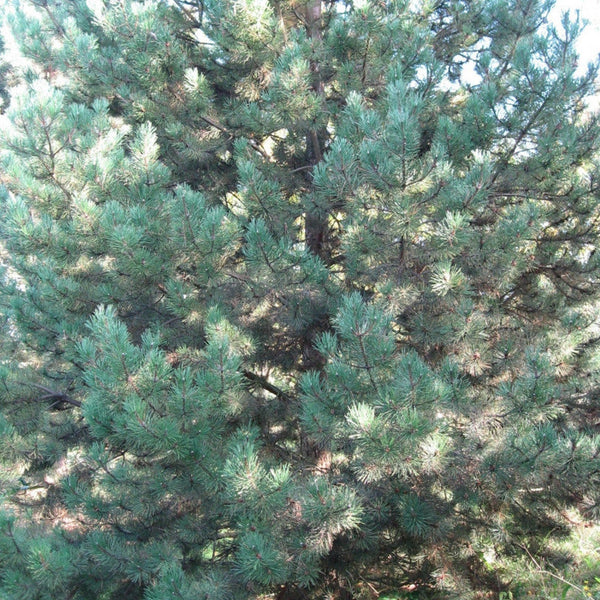 Seeds of Corsican laricio pine, Pinus nigra corsicana
