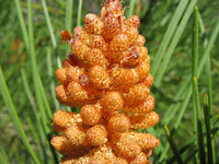 Seeds of maritime pine, Landes pine, Bordeaux pine, Corte pine, Pinus pinaster