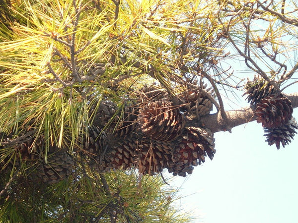 Samen der Monterey-Kiefer, Pinus radiata