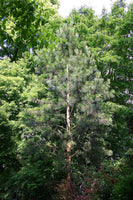 Samen der Monterey-Kiefer, Pinus radiata