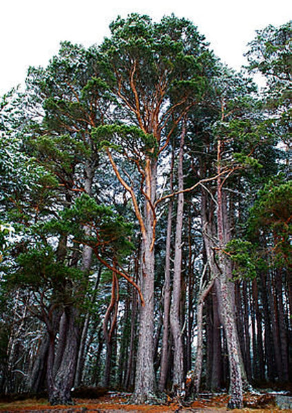 Graines de Pin sylvestre, Pinus sylvestris