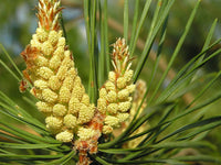 Samen der Waldkiefer, Pinus sylvestris