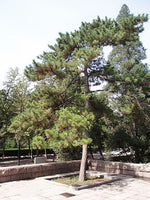 Seeds of Chinese Pine, Pinus tabuliformis
