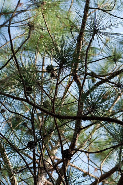 Seeds of Yunnan Pine, Pinus yunnanensis