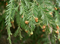 Gemeinsame Redwood-Samen, Evergreen Redwood, Evergreen Redwood, Sequoia sempervirens