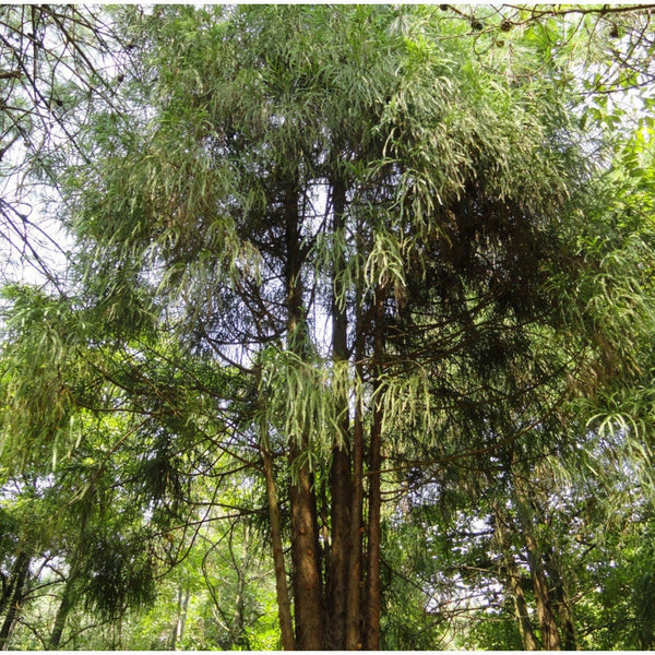 Graines de Taiwania flousiana, "Coffin tree"