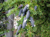 Seeds of Mountain Hemlock, Tsuga mertensiana