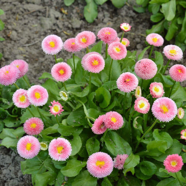 Graines de Pâquerette Pomponette, Bellis Perennis Pomponette