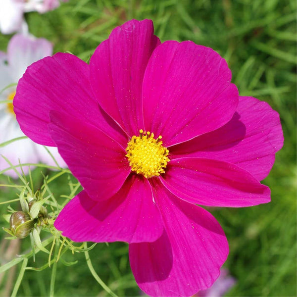 Graines de Cosmos Rose, Cosmos Bipinnatus Dwarf Sensation Rose