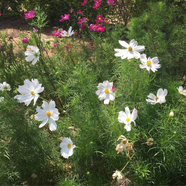 Graines de Cosmos Blanc, Cosmos Bipinnatus Dwarf Sensation Blanc