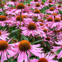 Graines de Echinacea Purpurea, Echinacée Pourpre