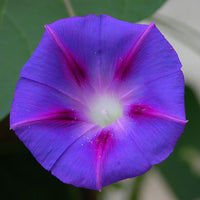 Graines de Ipomée Pourpre, Ipomoea Purpurea