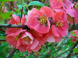 Seeds of Japanese quince, Chaenomeles japonica