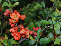 Seeds of Japanese quince, Chaenomeles japonica