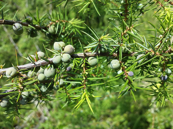 Graines de Genièvre, Genévrier commun, Juniperus communis
