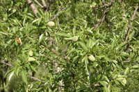Graines d'Amandier, Amande Douce, Prunus Dulcis var. Dulcis