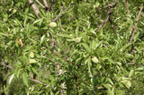 Graines d'Amandier, Amande Douce, Prunus Dulcis var. Garrigues
