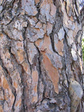 Seeds of Stone Pine, Pinion Pine, Pinus pinea