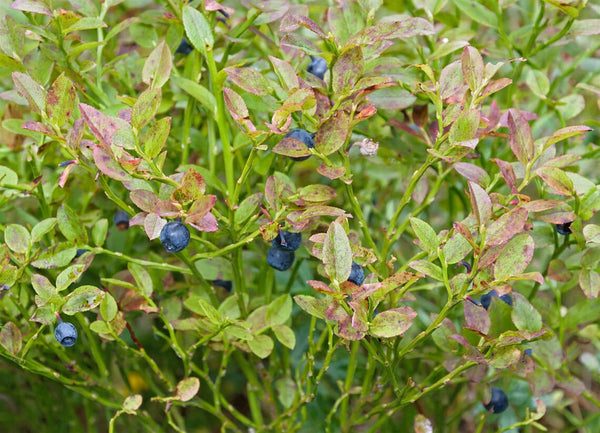 Blueberry seeds, Vaccinium myrtillus